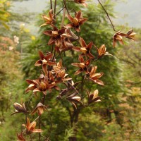 Toona sinensis (Juss.) M.Roem.